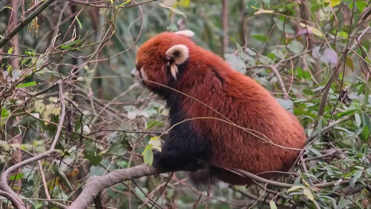 野生小熊猫野化训练树上的小熊猫视频素材