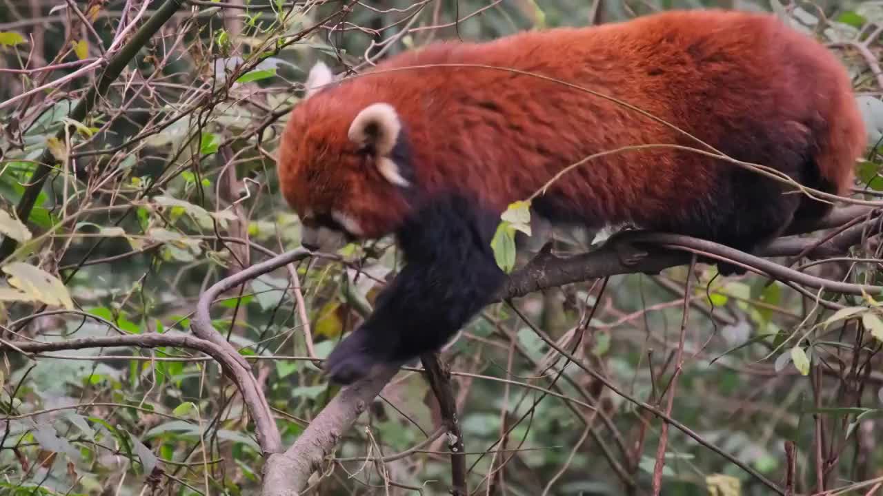 野生小熊猫野化训练树上的小熊猫视频素材