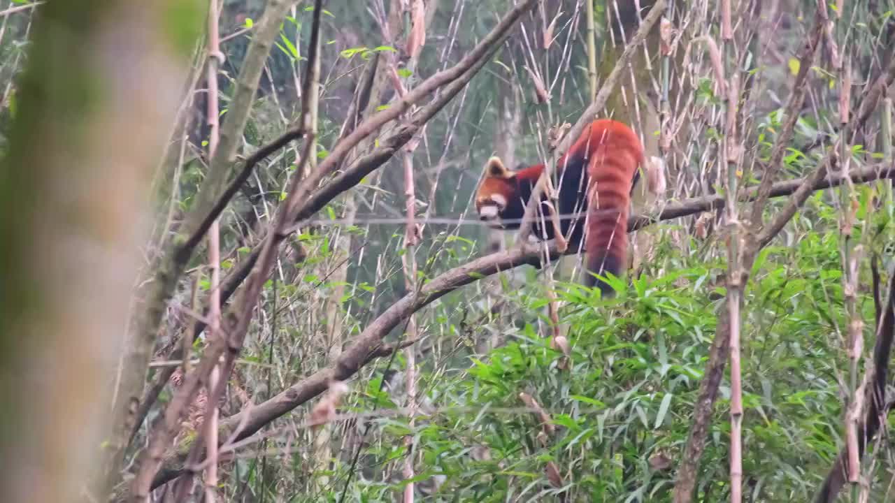 野生小熊猫野化训练树上的小熊猫视频素材