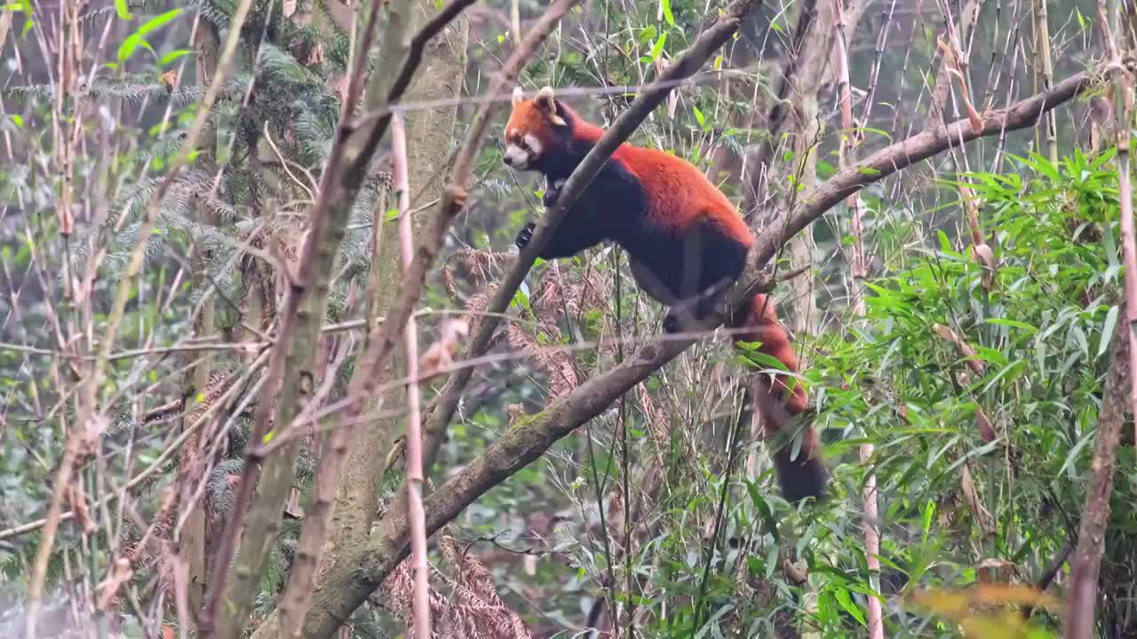 野生小熊猫野化训练树上的小熊猫视频素材