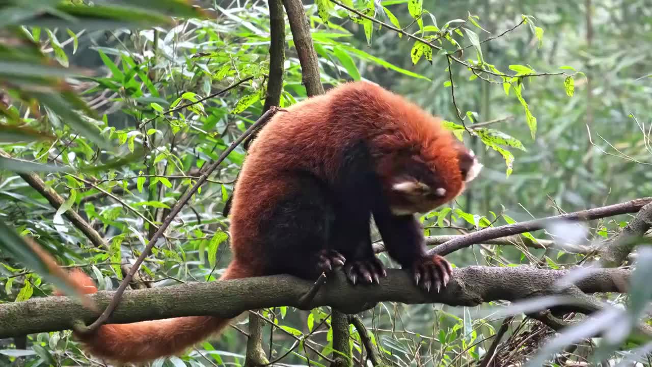 野生小熊猫野化训练树上的小熊猫视频素材