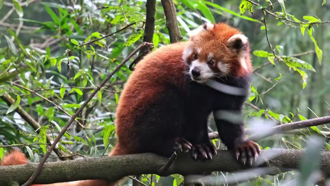 野生小熊猫野化训练树上的小熊猫视频素材