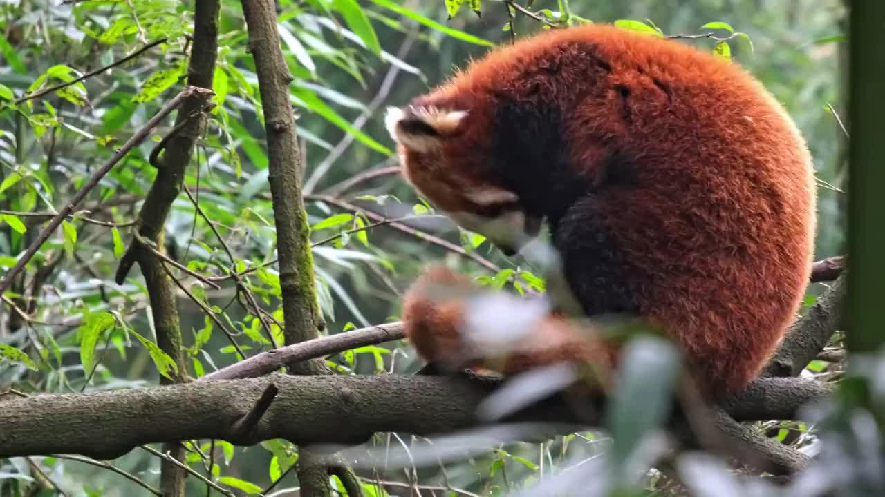 野生小熊猫野化训练树上的小熊猫视频素材