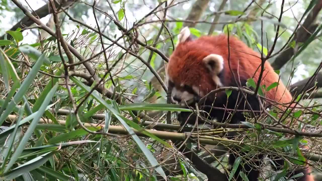 野生小熊猫野化训练树上的小熊猫视频素材