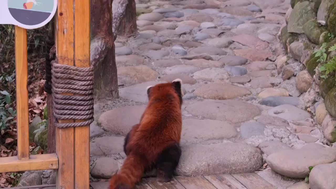 熊猫谷红熊猫小熊猫走路栈道视频素材