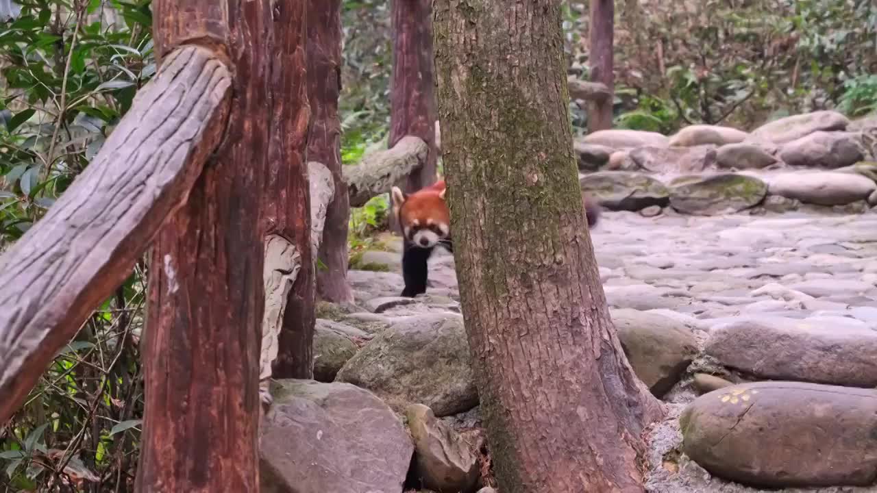 熊猫谷红熊猫小熊猫走路栈道视频素材