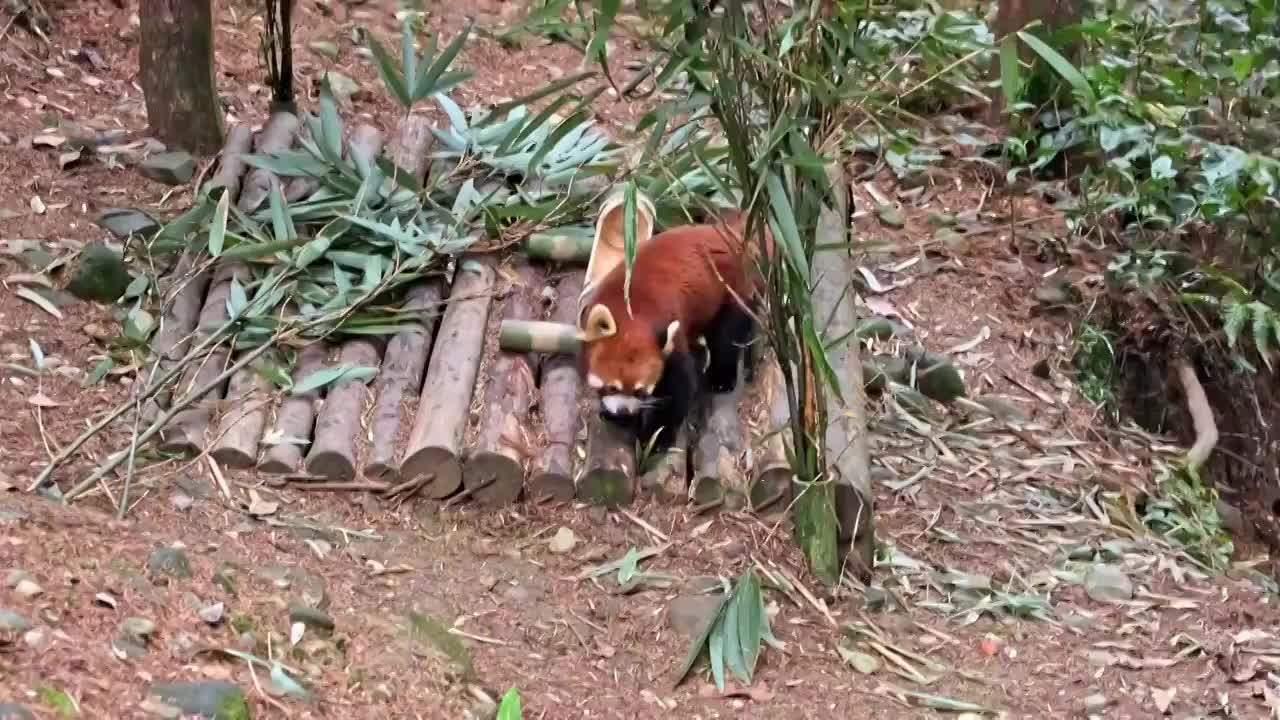 熊猫谷红熊猫小熊猫走路栈道视频素材