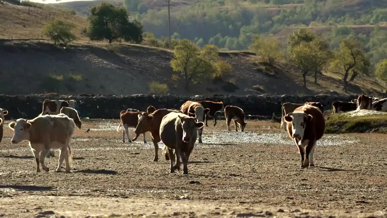 升格拍摄内蒙乌兰布统村庄牛羊过河视频素材