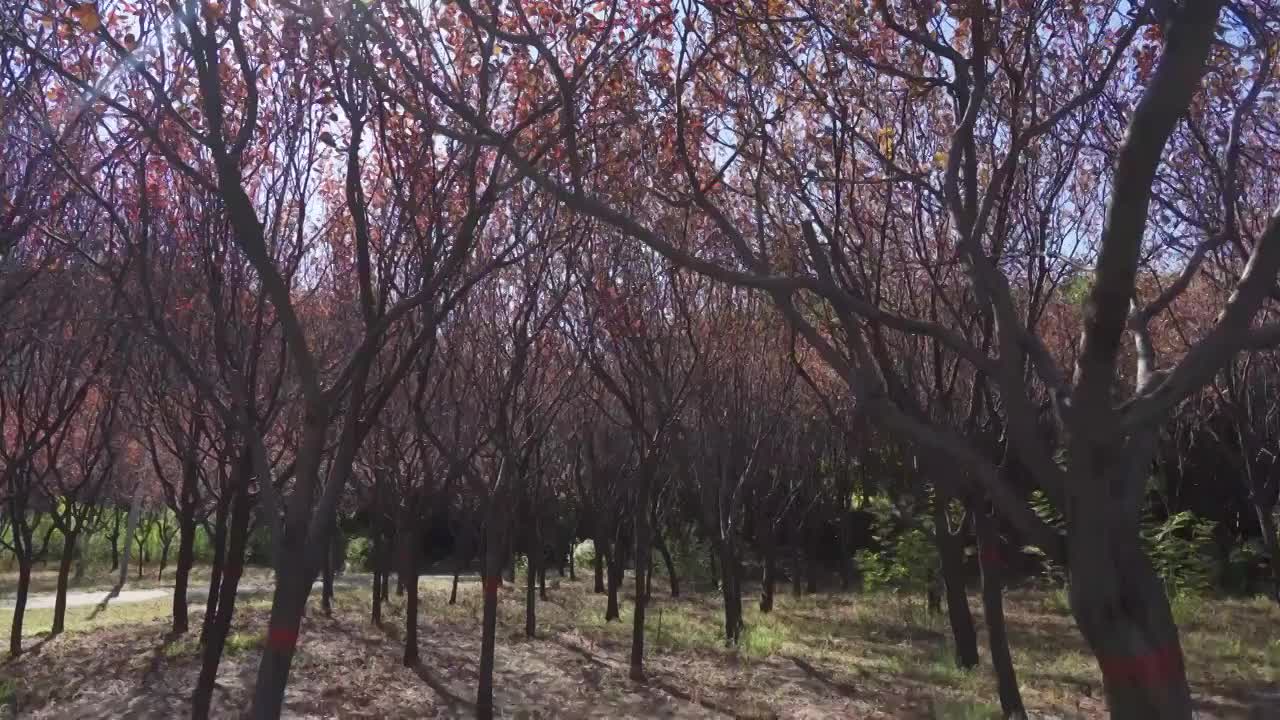 秋季晴天紫叶李视频素材