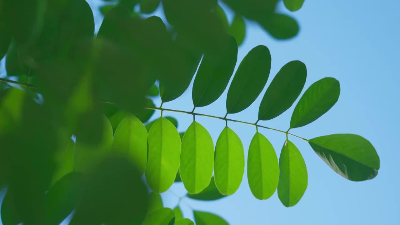 仰拍蓝天树叶视频素材