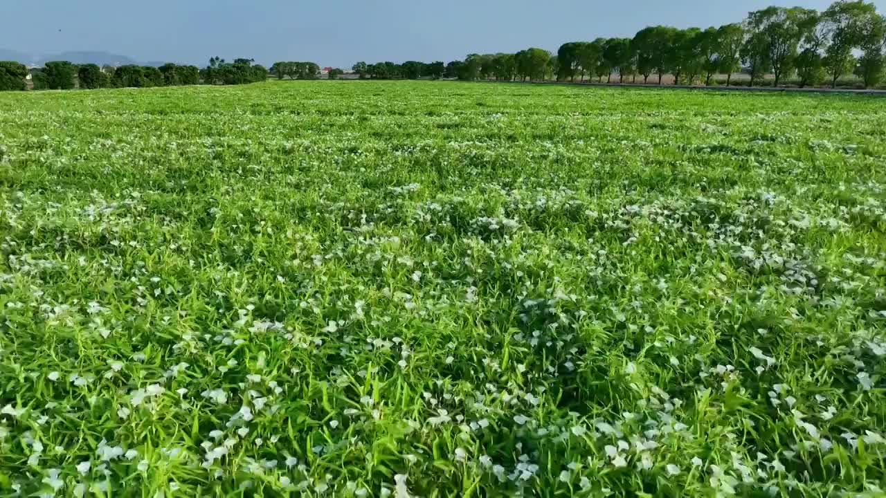 航拍福建漳州龙海空心菜田视频素材