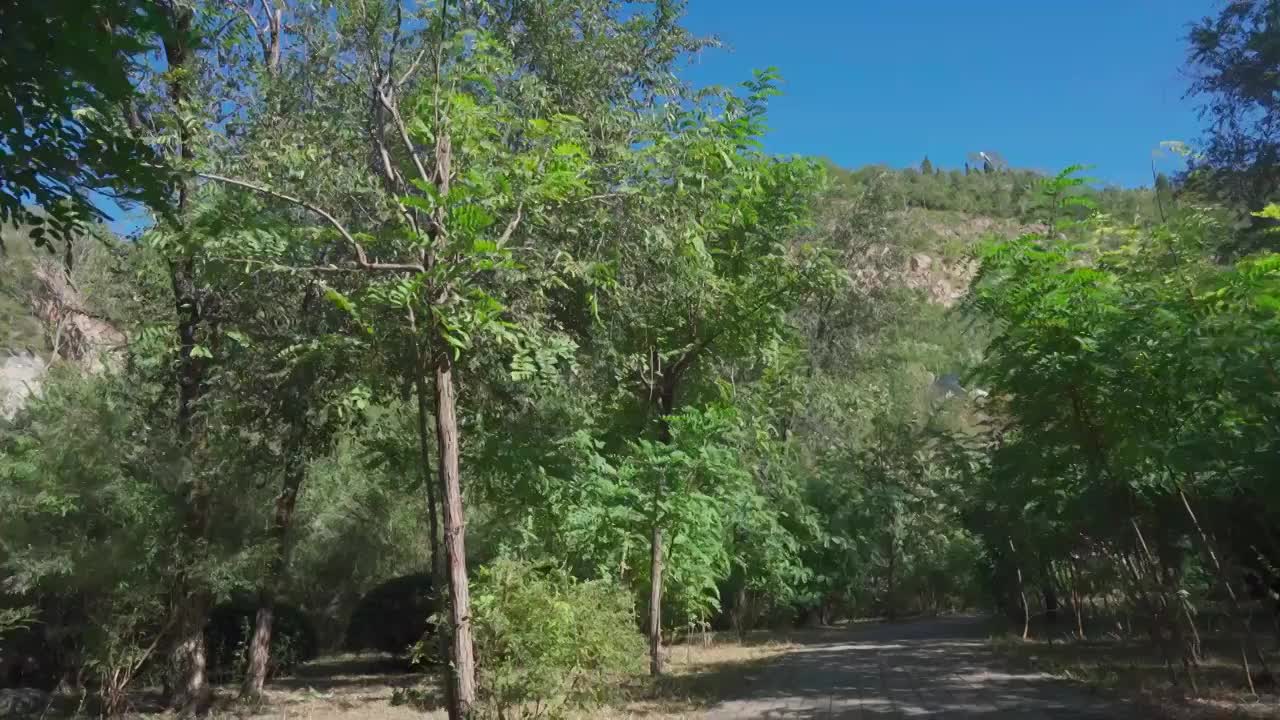 蓝天下树林道路视频素材