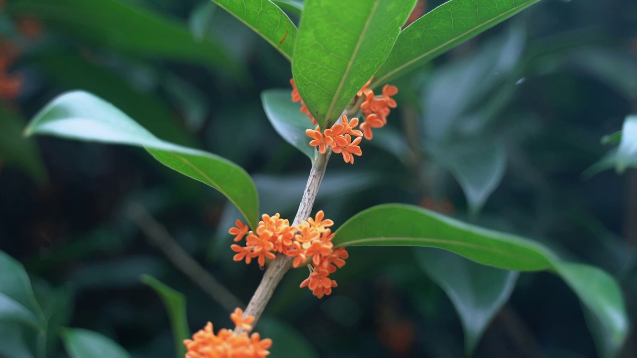 丹桂 金桂 木樨 桂花视频素材