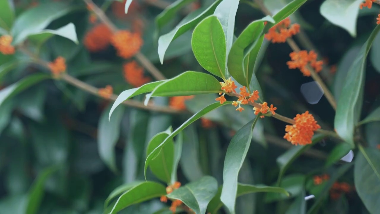 丹桂 金桂 木樨 桂花视频素材