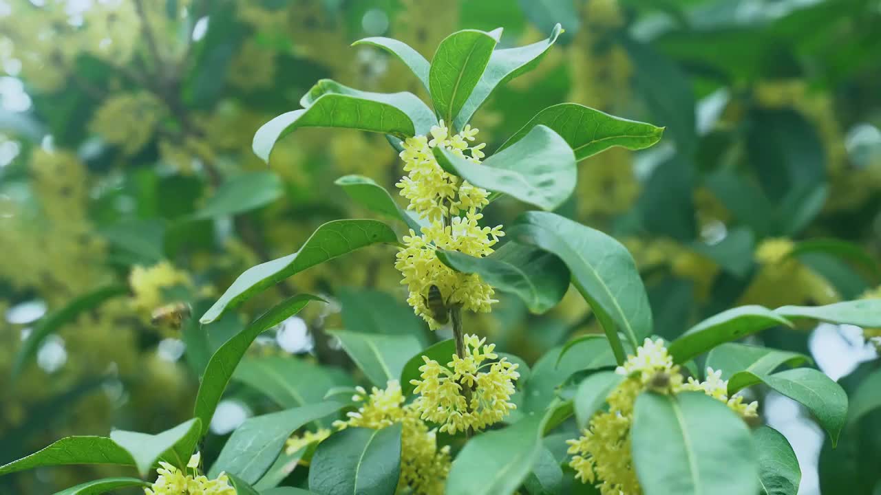 丹桂 金桂 木樨 桂花 蜜蜂视频素材