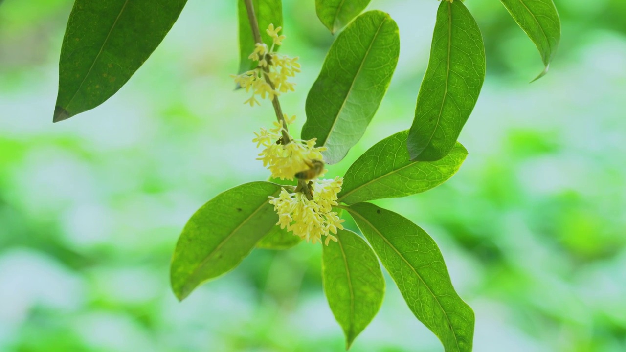 丹桂 金桂 木樨 桂花 蜜蜂视频素材