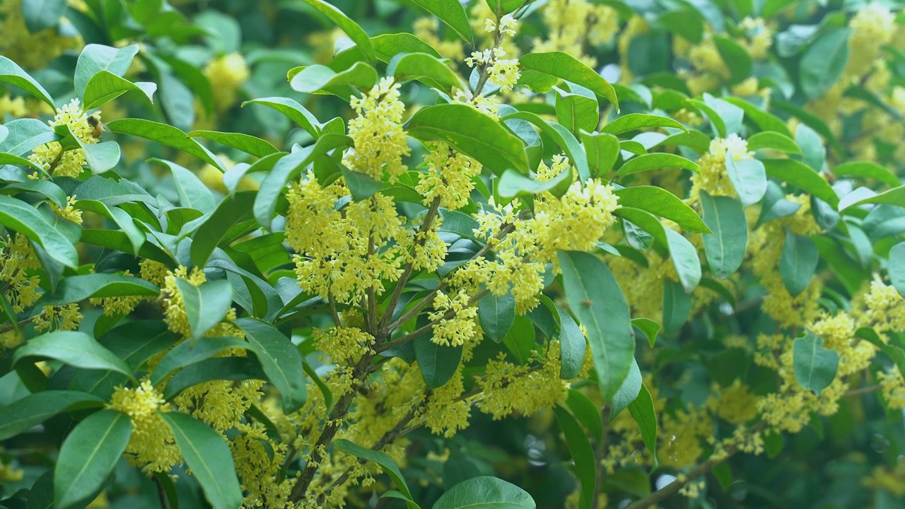 丹桂 金桂 木樨 桂花视频下载