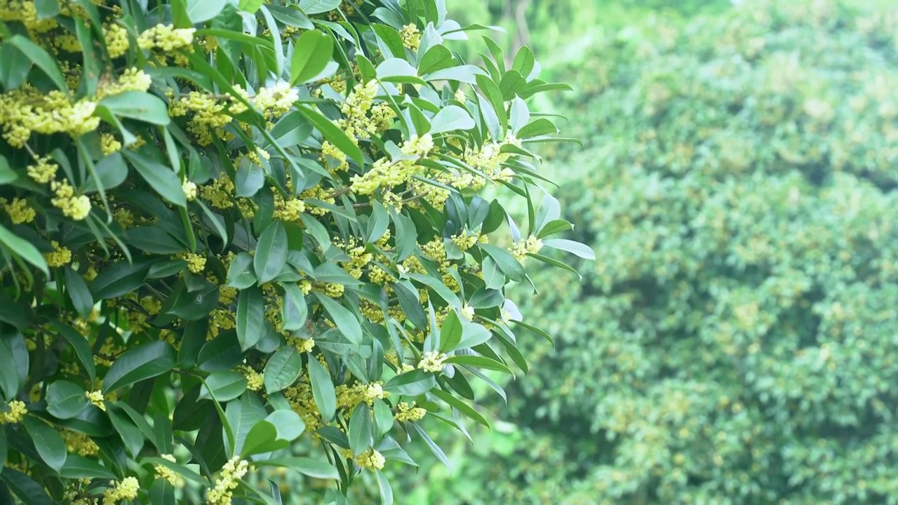 丹桂 金桂 木樨 桂花视频下载