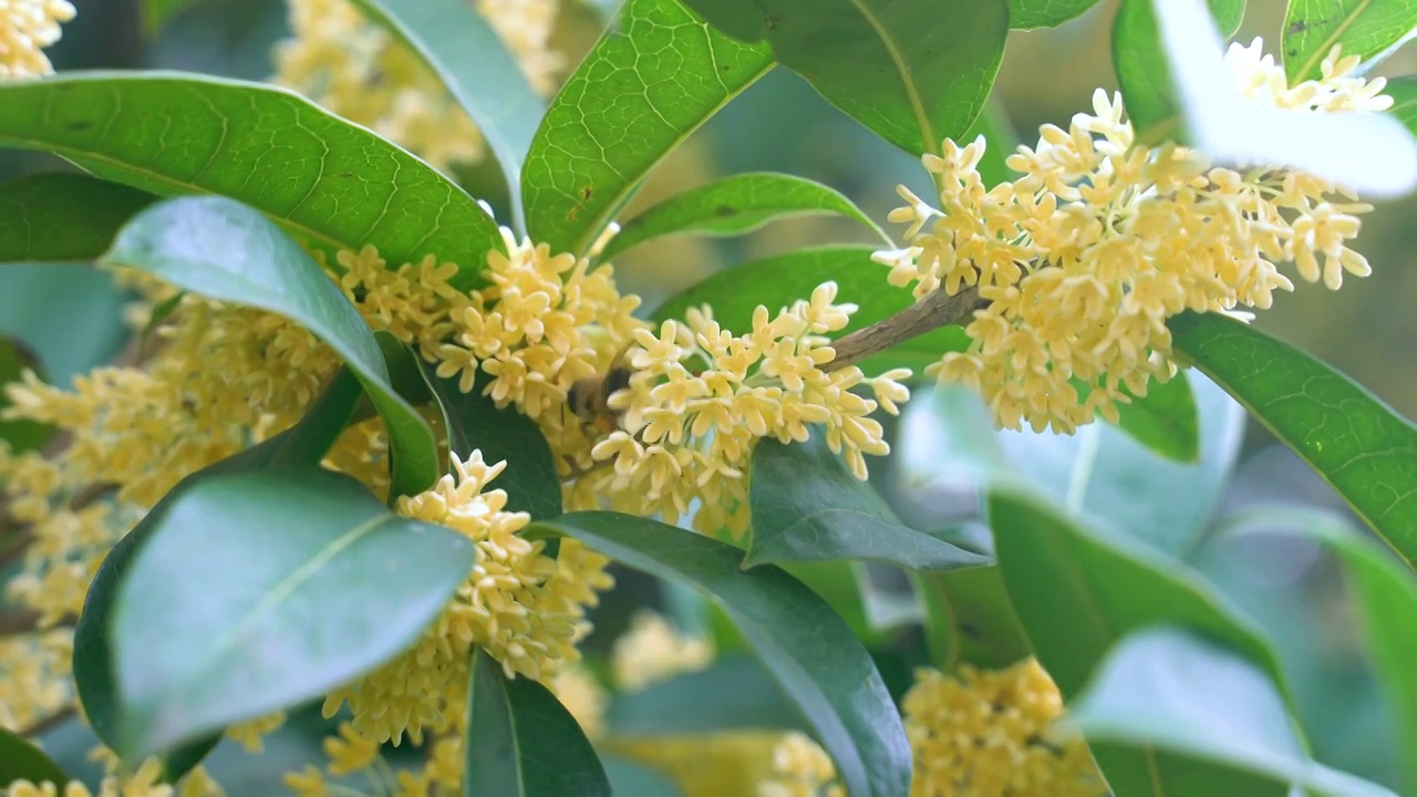 丹桂 金桂 木樨 桂花 蜜蜂视频素材