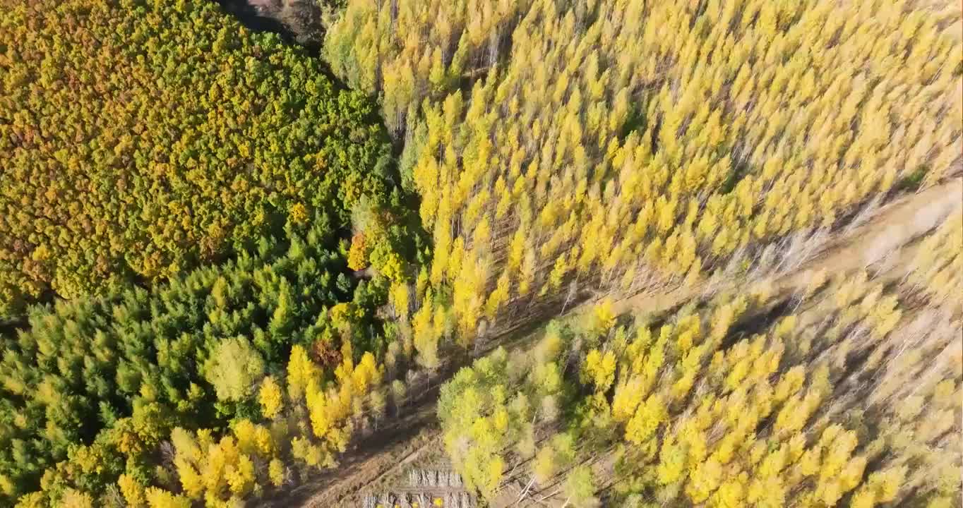 航拍秋季完达山视频素材