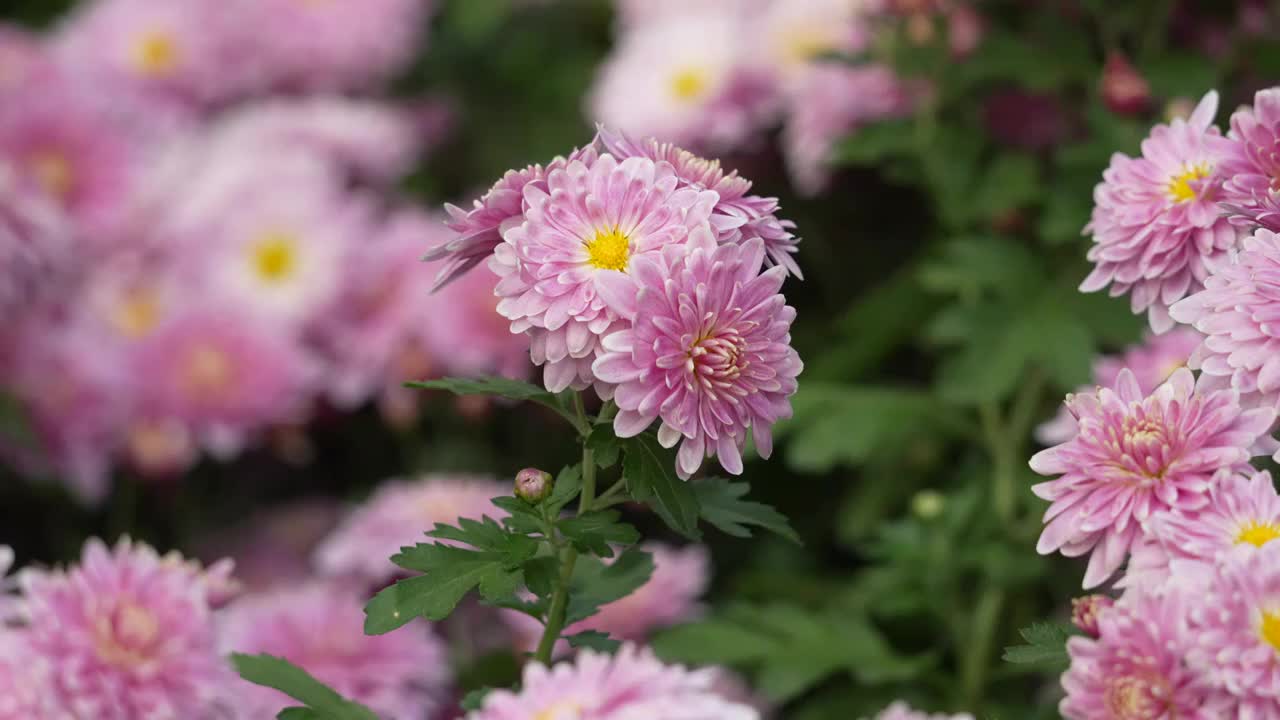 国家植物园菊花季视频素材