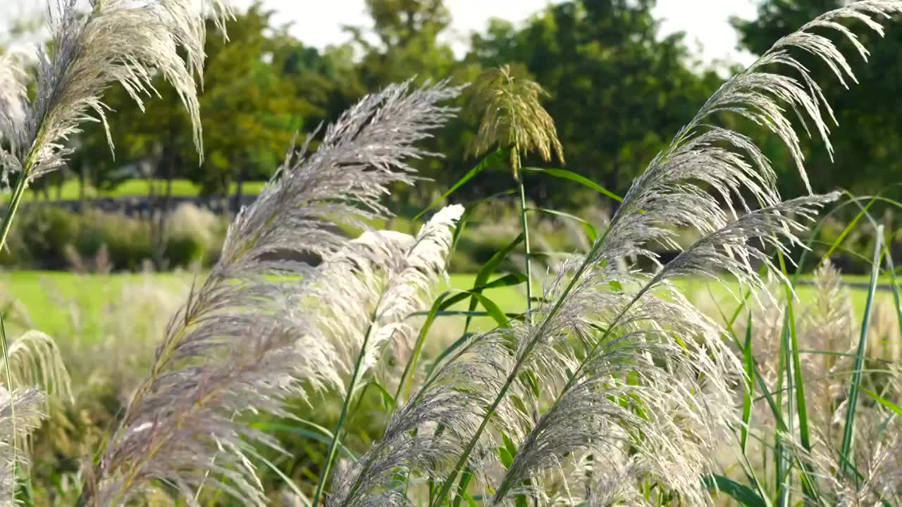 秋天风中的芦苇，芒草视频素材