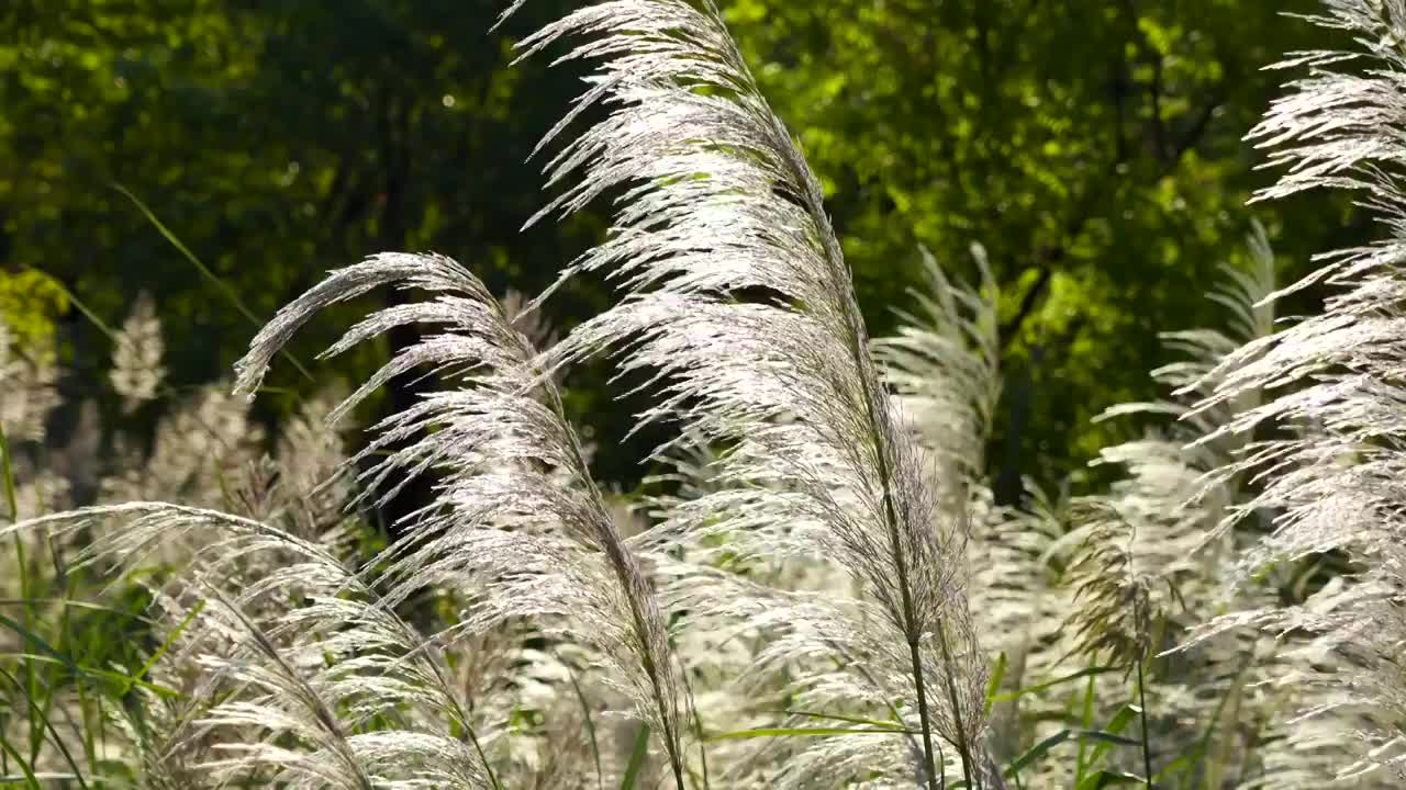 风中摇摆的银色芦苇花视频素材