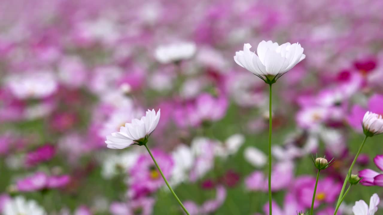 格桑花海视频素材