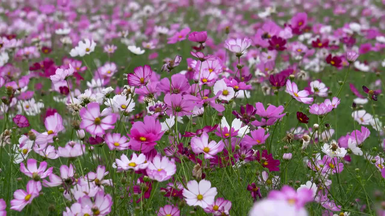 格桑花海视频素材