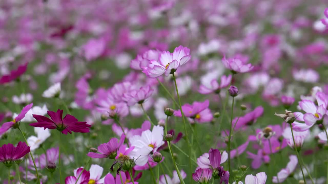 格桑花海视频素材