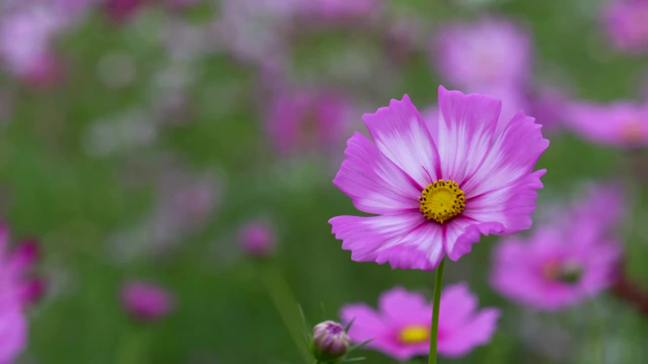 格桑花海视频素材