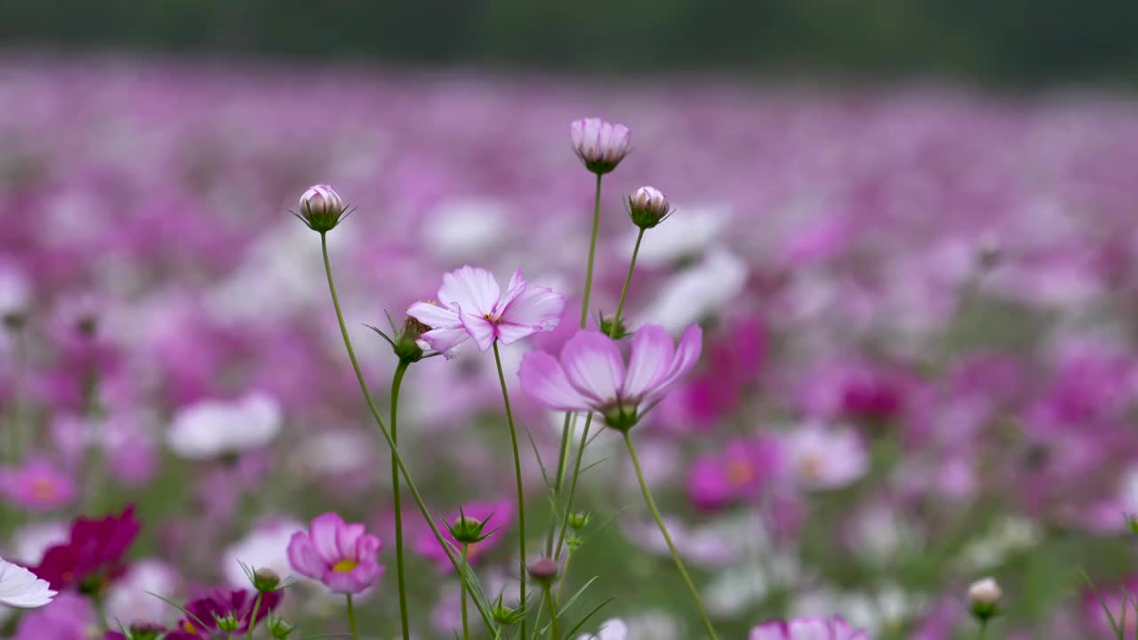 格桑花海视频素材