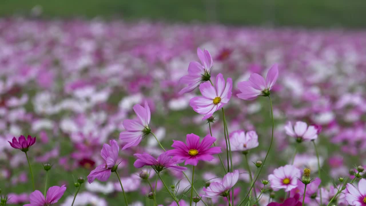 格桑花海视频素材