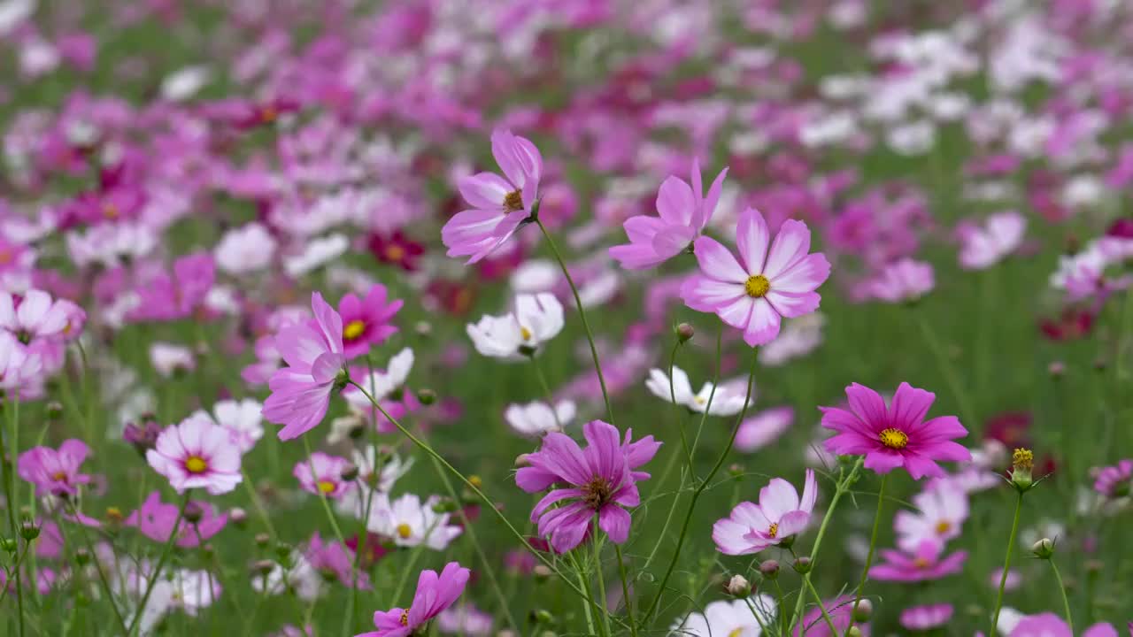 格桑花海视频素材