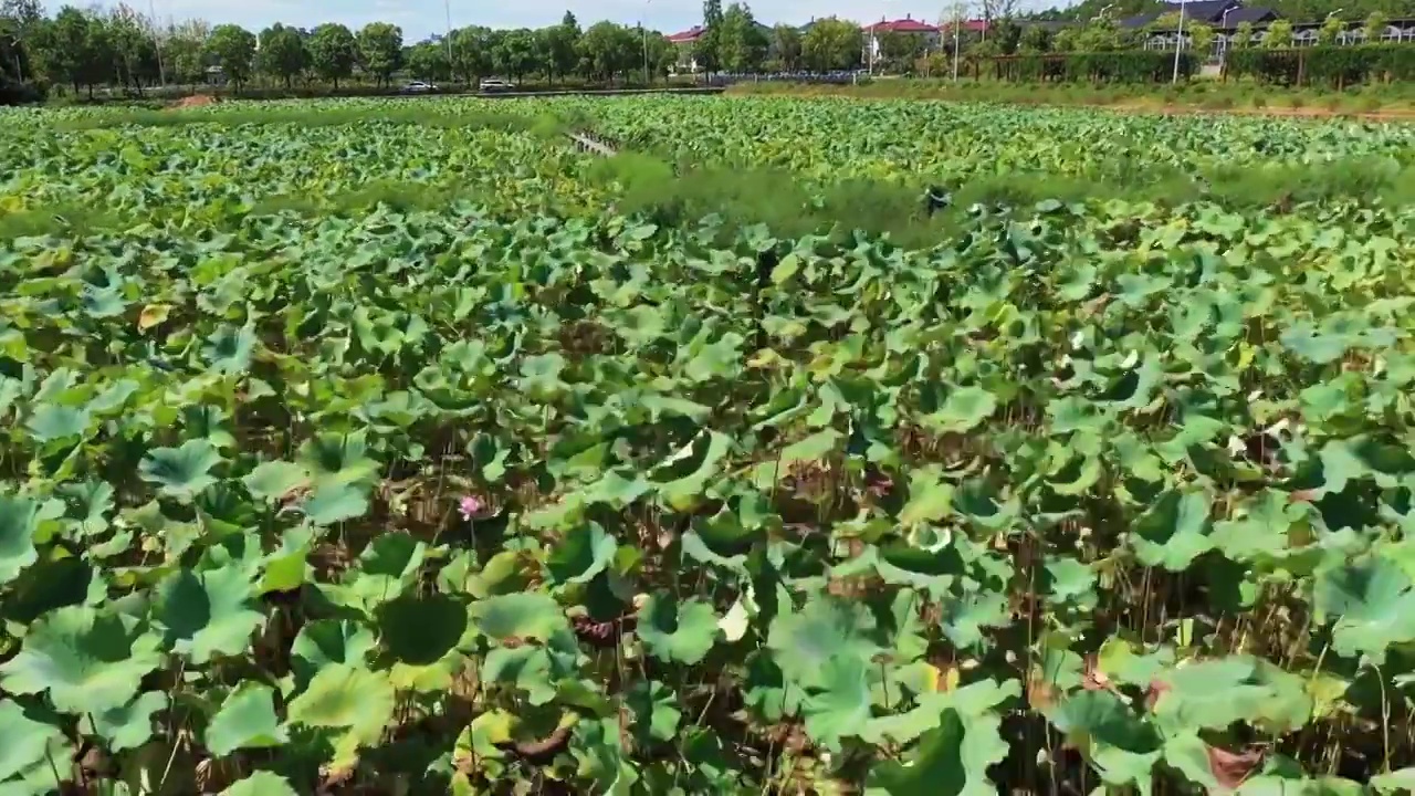 乡村荷塘视频素材