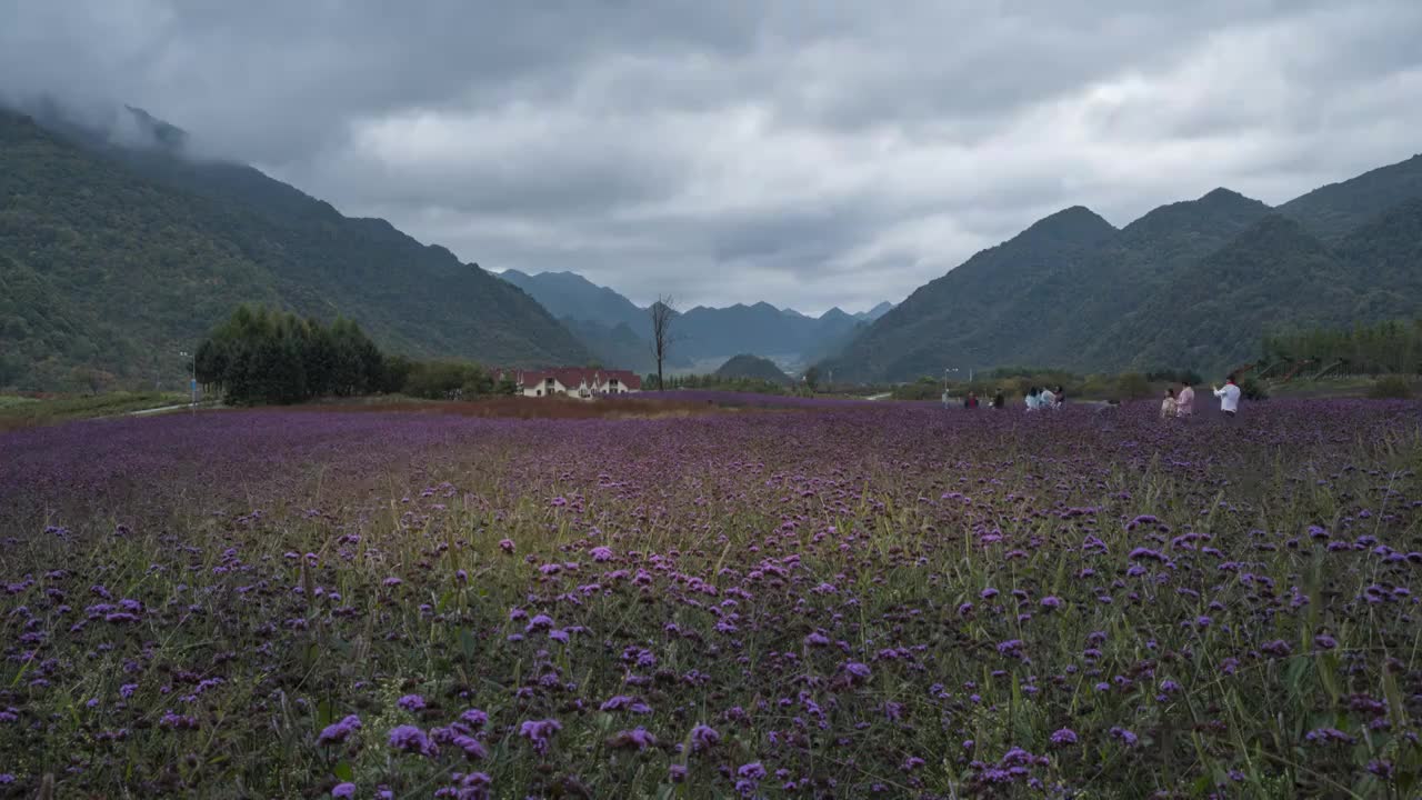 高山草甸重庆巫溪红池坝  被誉为“中国的新西兰”视频素材