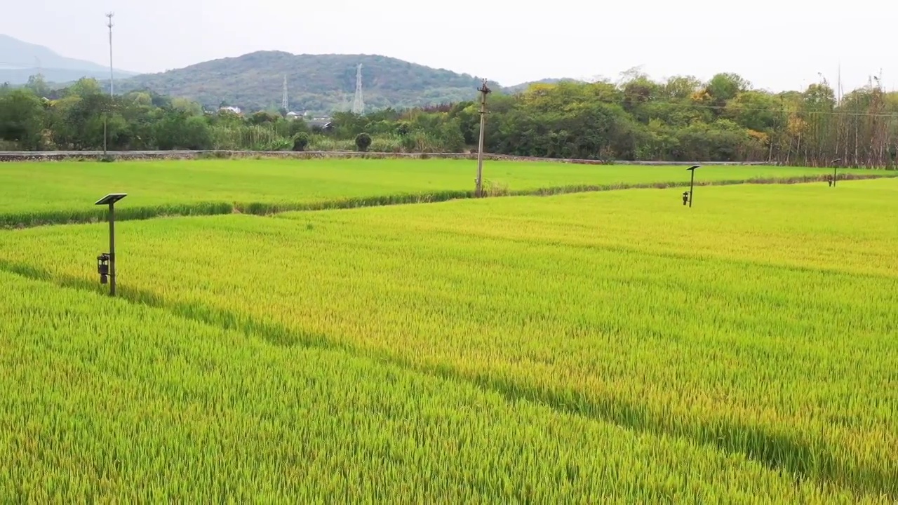 国家森林乡村，南京西岗街道桦墅村的水稻田里水稻丰收视频素材