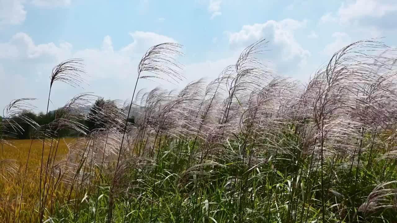 秋天被风吹动的白茅草视频素材