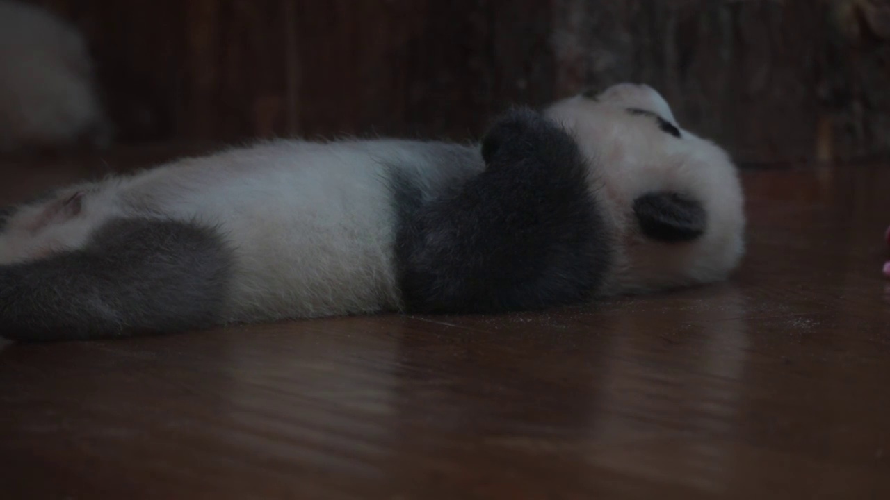 成都大熊猫基地刚出生的幼崽熊猫视频素材