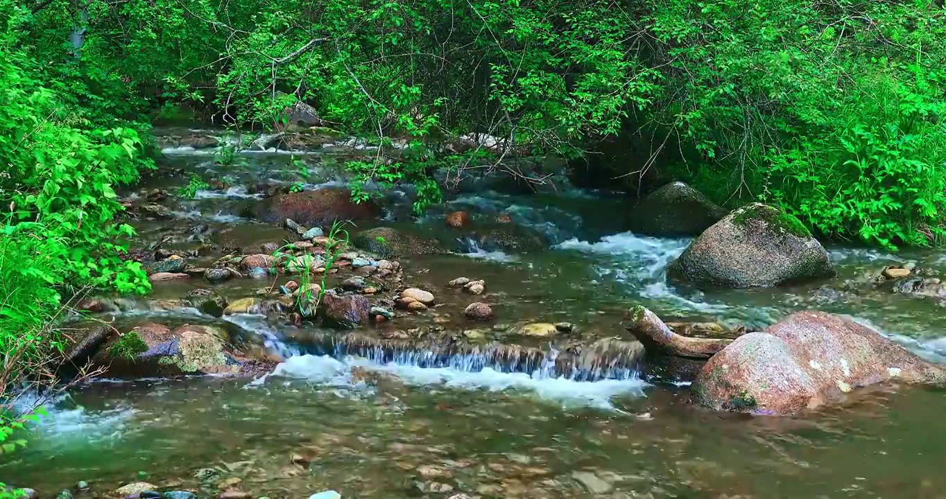 山林中一条缓慢流动的小溪视频素材