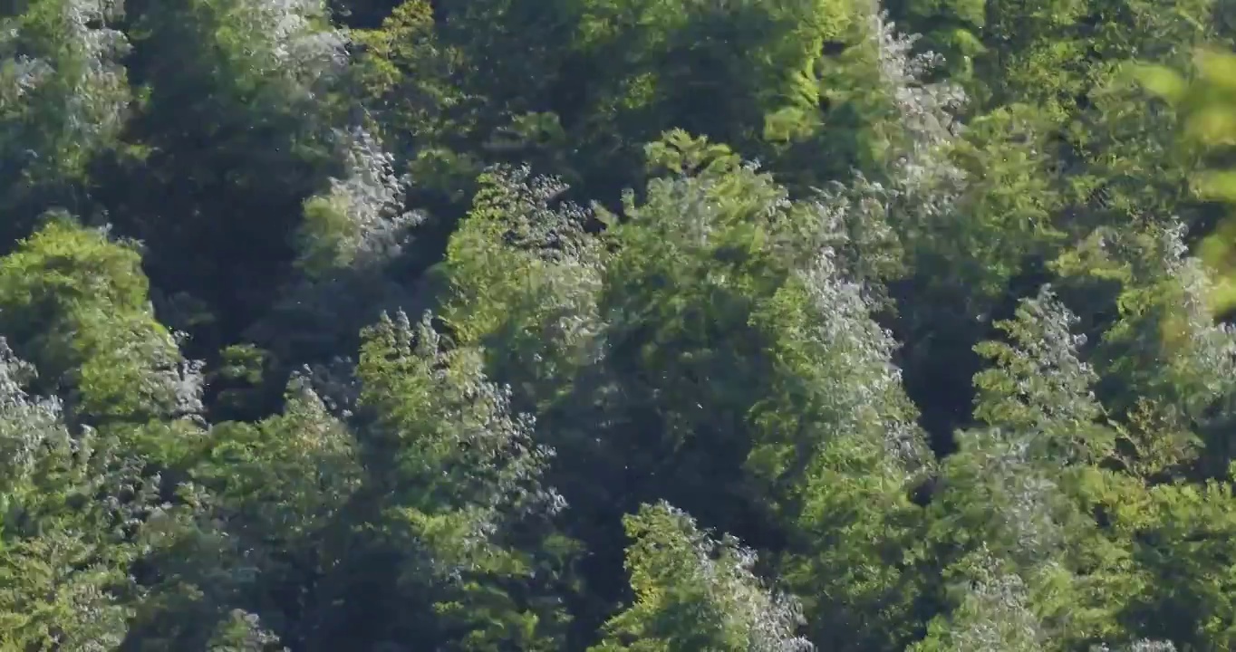 竹林微风吹动竹叶视频素材