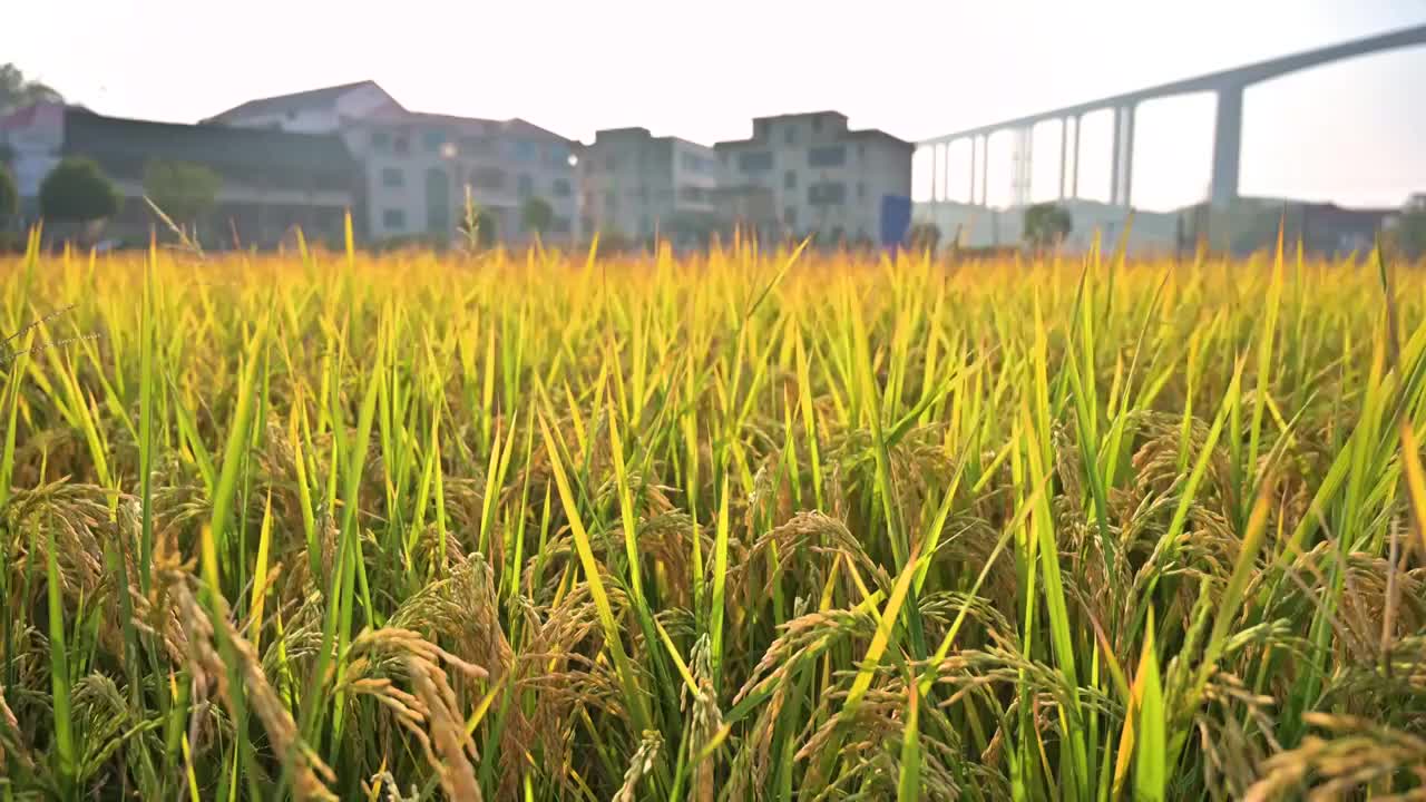 秋季晨光中成熟的水稻田视频下载