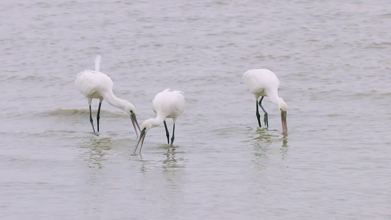 白脸琵鹭越冬深圳湾 近岸滩涂嬉戏觅食理羽视频素材