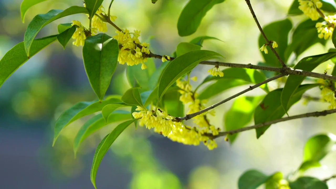 晴朗天气里的桂花树，桂花盛开满枝头视频素材