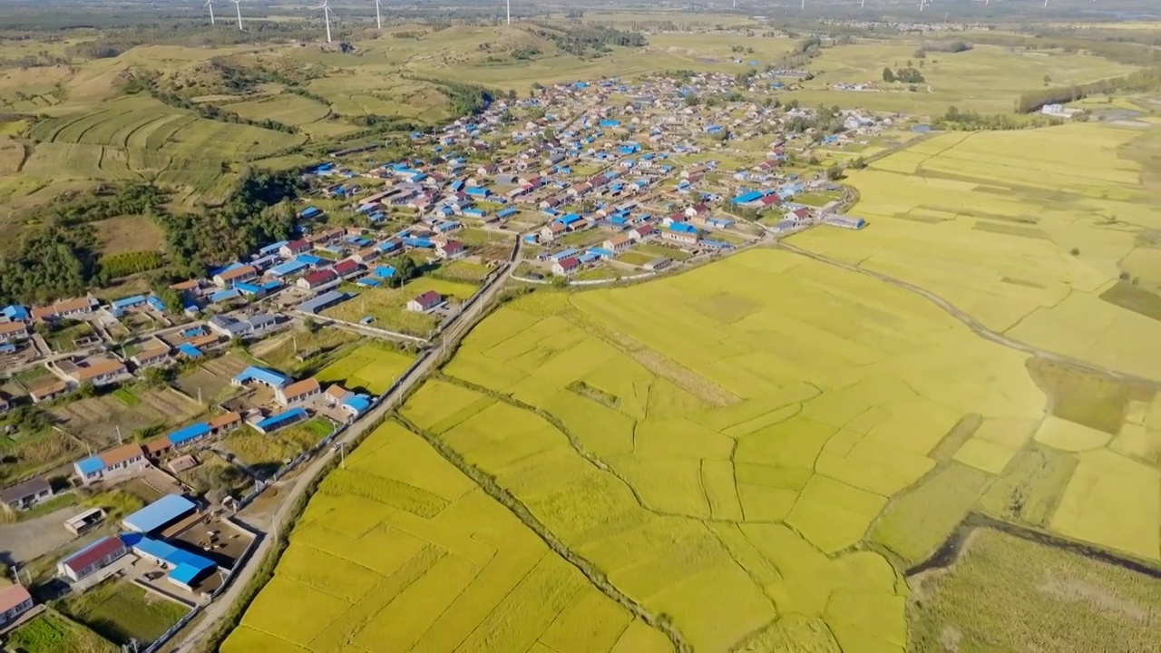 辽宁省阜新市彰武县欧李湖畔西旧府村稻田风光（航拍）视频素材