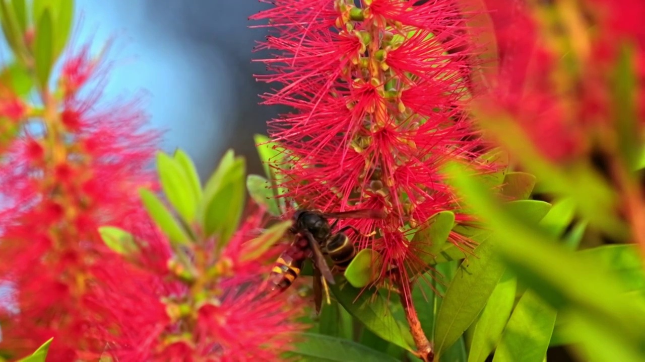 美花红千层树上的大黄蜂马蜂胡蜂虎头蜂采蜜飞舞视频素材