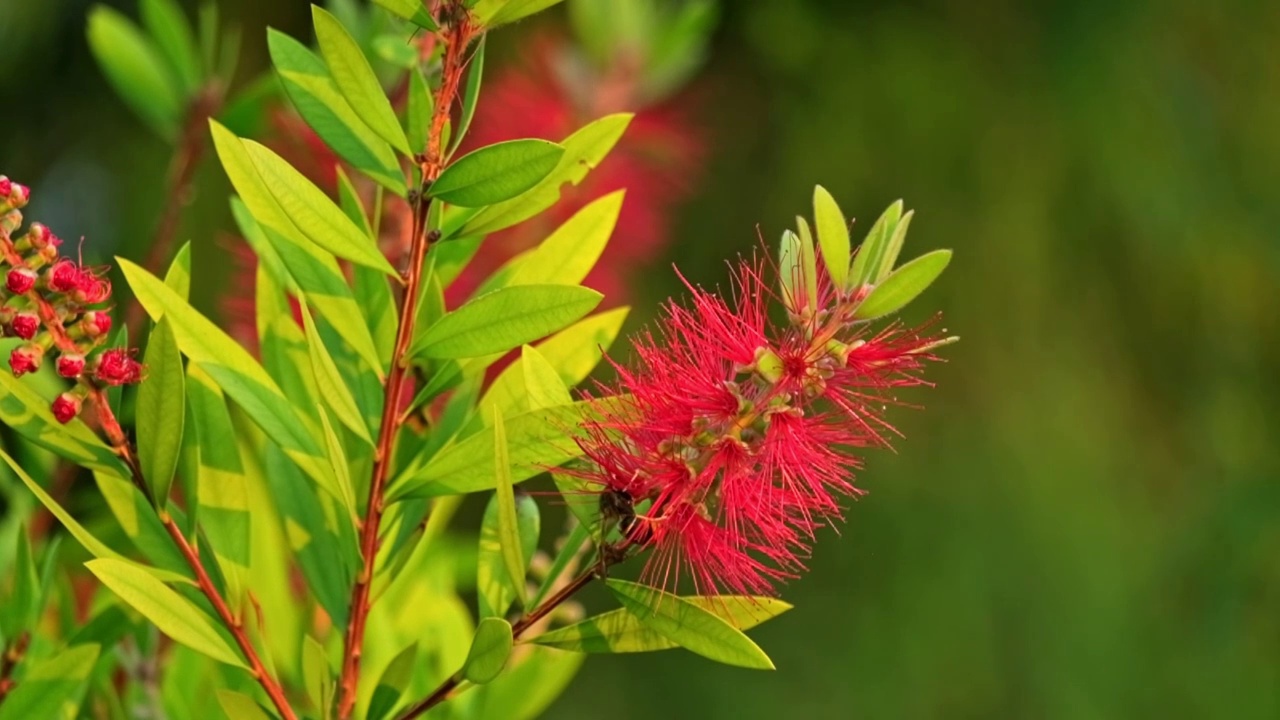 美花红千层树上的大黄蜂马蜂胡蜂虎头蜂采蜜飞舞视频素材