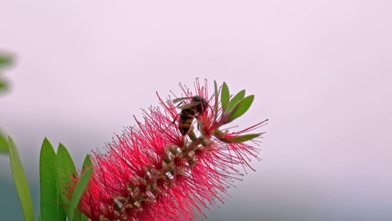 美花红千层树上的大黄蜂马蜂胡蜂虎头蜂采蜜飞舞视频素材