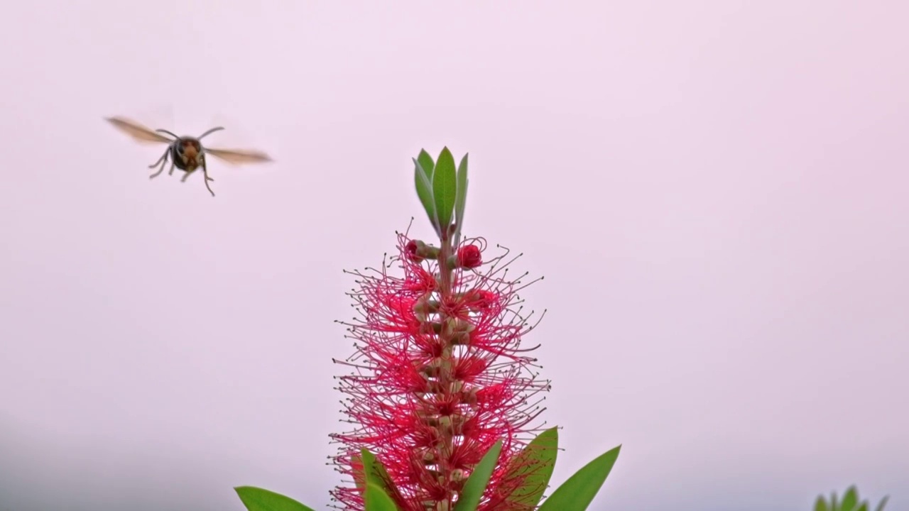 美花红千层树上的大黄蜂马蜂胡蜂虎头蜂采蜜飞舞视频素材