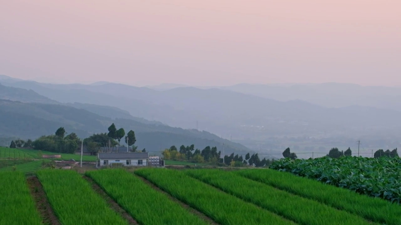 夕阳下的农村风景农田农作物视频素材